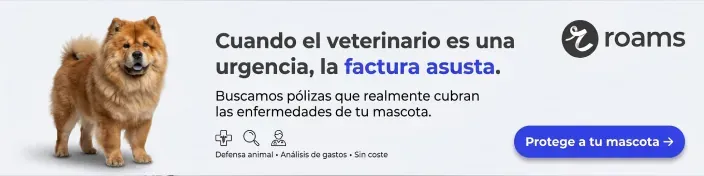 Perro chow chow junto a información sobre seguros veterinarios para mascotas con cobertura de enfermedades.