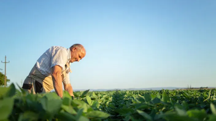 Agricultor revisando plantas en un campo de cultivo al aire libre durante una jornada de trabajo.