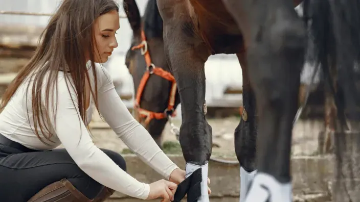 Mujer colocando protecciones en las patas de un caballo en una cuadra.