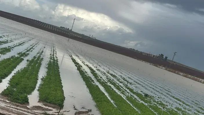 Parcela agrícola anegada tras fuertes lluvias, con cultivos parcialmente cubiertos por agua.