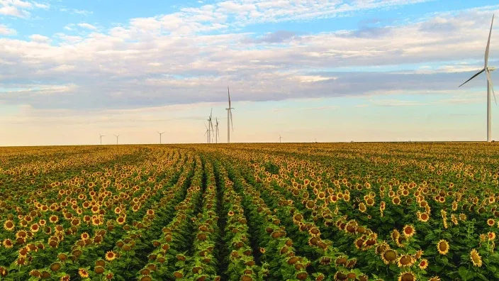 Campo de girasoles con aerogeneradores al fondo produciendo energía eólica.