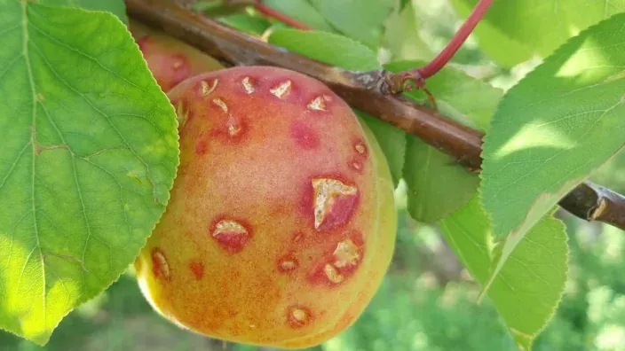 Fruta en el árbol con daños visibles en la piel provocados por granizo o plaga agrícola.