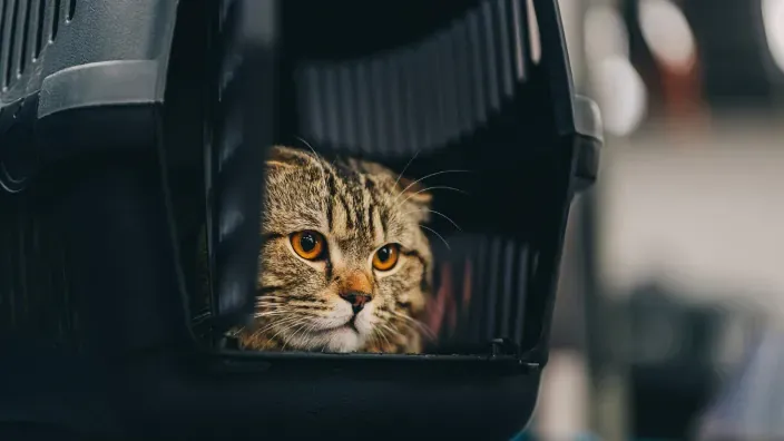 Gato dentro de un transportín negro mirando hacia fuera
