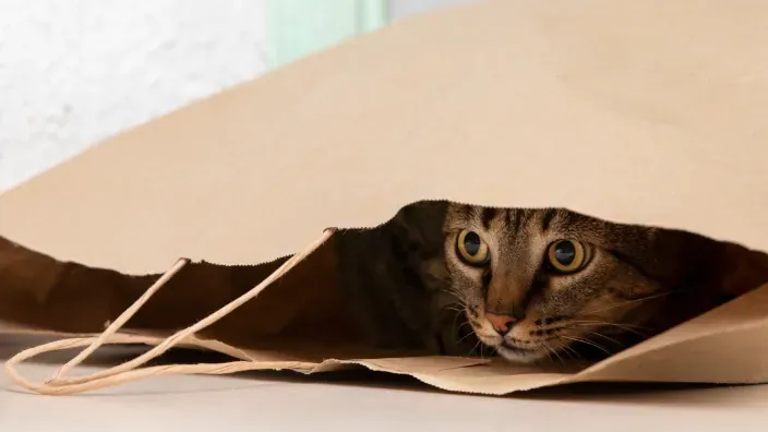 Gato escondido en una bolsa de papel, simbolizando la curiosidad y la necesidad de protección del seguro de mascotas.