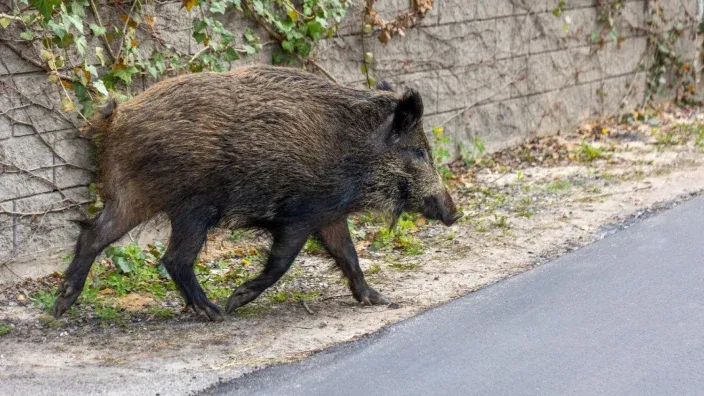 Jabalí caminando junto al borde de una carretera con un muro cubierto de vegetación al fondo