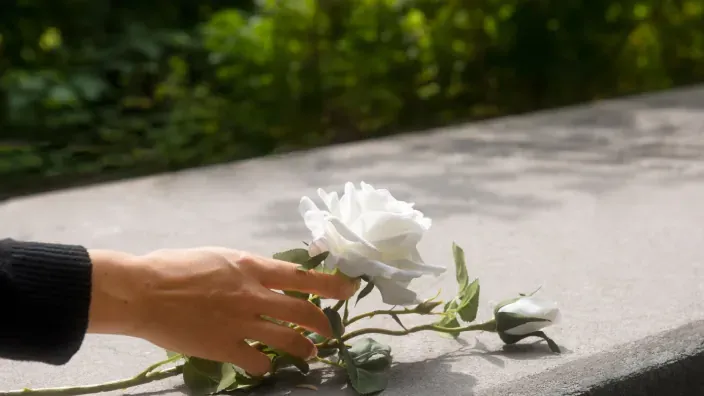 Mano colocando una rosa blanca sobre una lápida en un entorno natural.