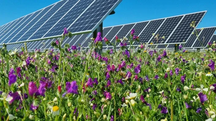 Paneles solares instalados en un campo cubierto de flores silvestres bajo un cielo despejado.
