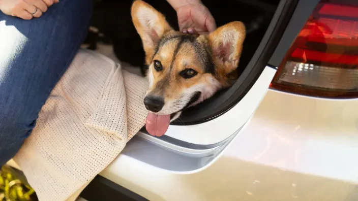 Perro asomado al maletero abierto de un coche blanco