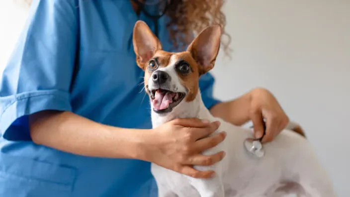 Veterinaria examinando a un perro con estetoscopio en una clínica, representando la salud y seguros de mascotas.