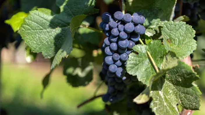 Racimo de uvas negras maduras en el viñedo listas para la vendimia y producción de vino.