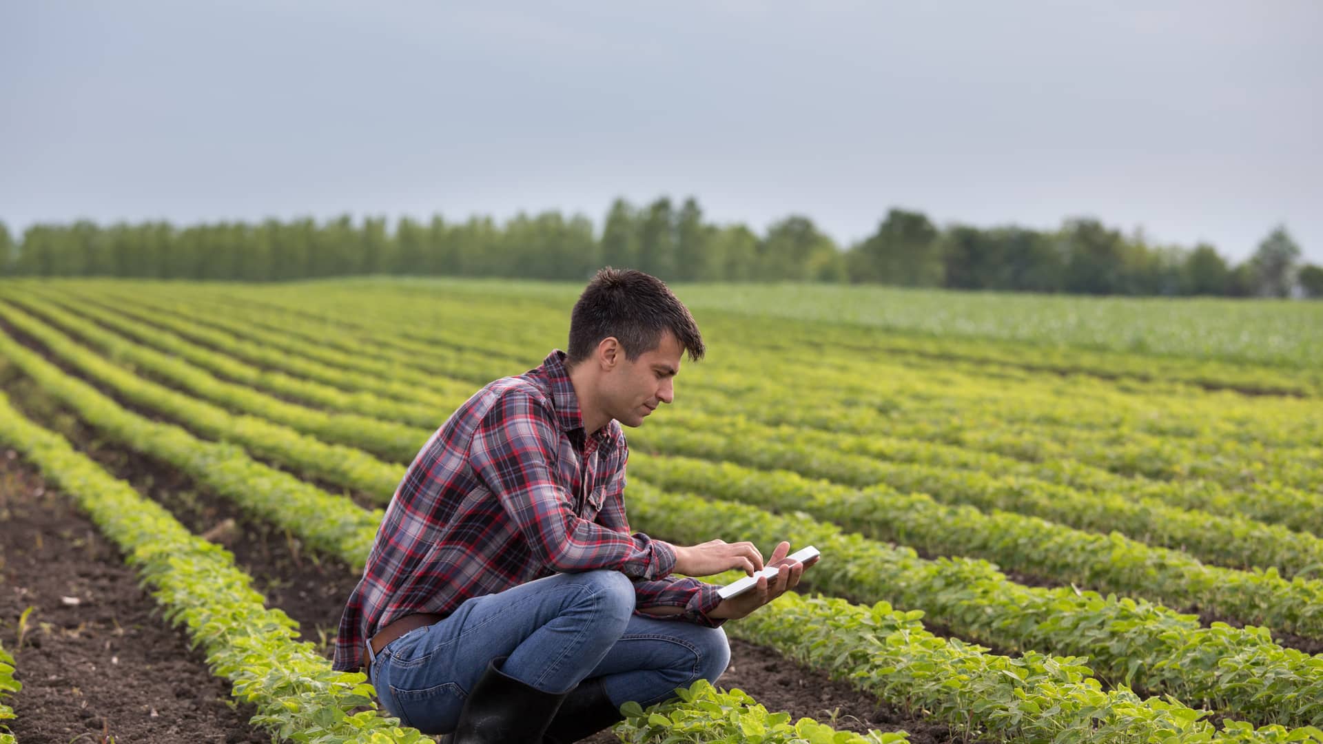 Joven agricultor el cual ha solicitado subvenciones vigilando su cultivo