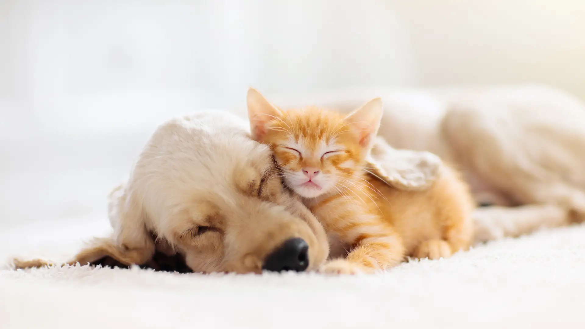 Gato pequeño durmiendo bajo la oreja de su amigo perruno, ambos estan protegidos por un seguro de mascotas adeslas Gato pequeño durmiendo bajo la oreja de su amigo perruno, ambos estan protegidos por un seguro de mascotas adeslas