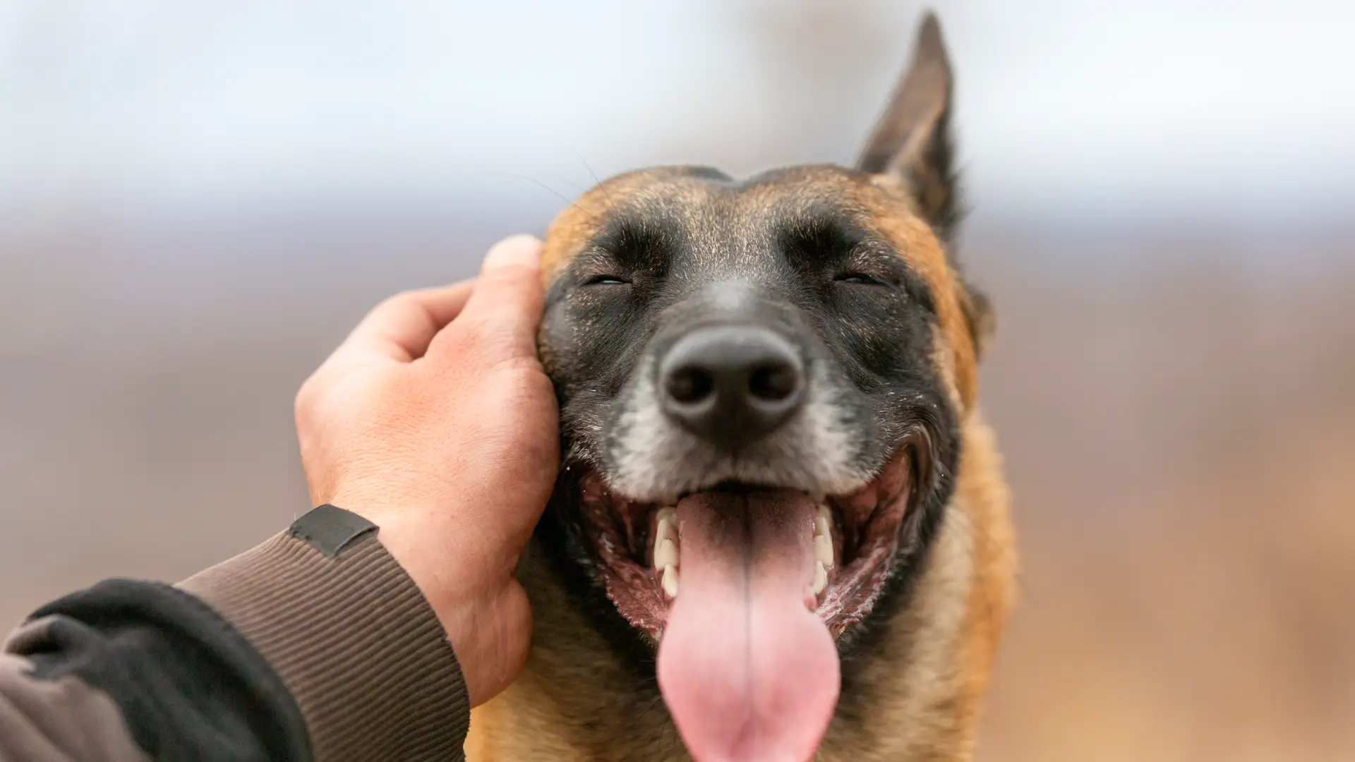 Hombre acariciando a su perro con seguro de mascotas en divina pastora Hombre acariciando a su perro con seguro de mascotas en divina pastora