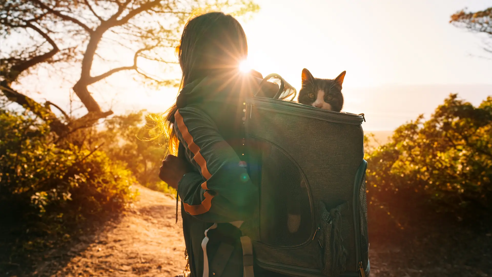 Gato mira curiosamente a cámara desde una mochila de senderismo, su dueña ha contratado un seguro de mascotas liberty Gato mira curiosamente a cámara desde una mochila de senderismo, su dueña ha contratado un seguro de mascotas liberty