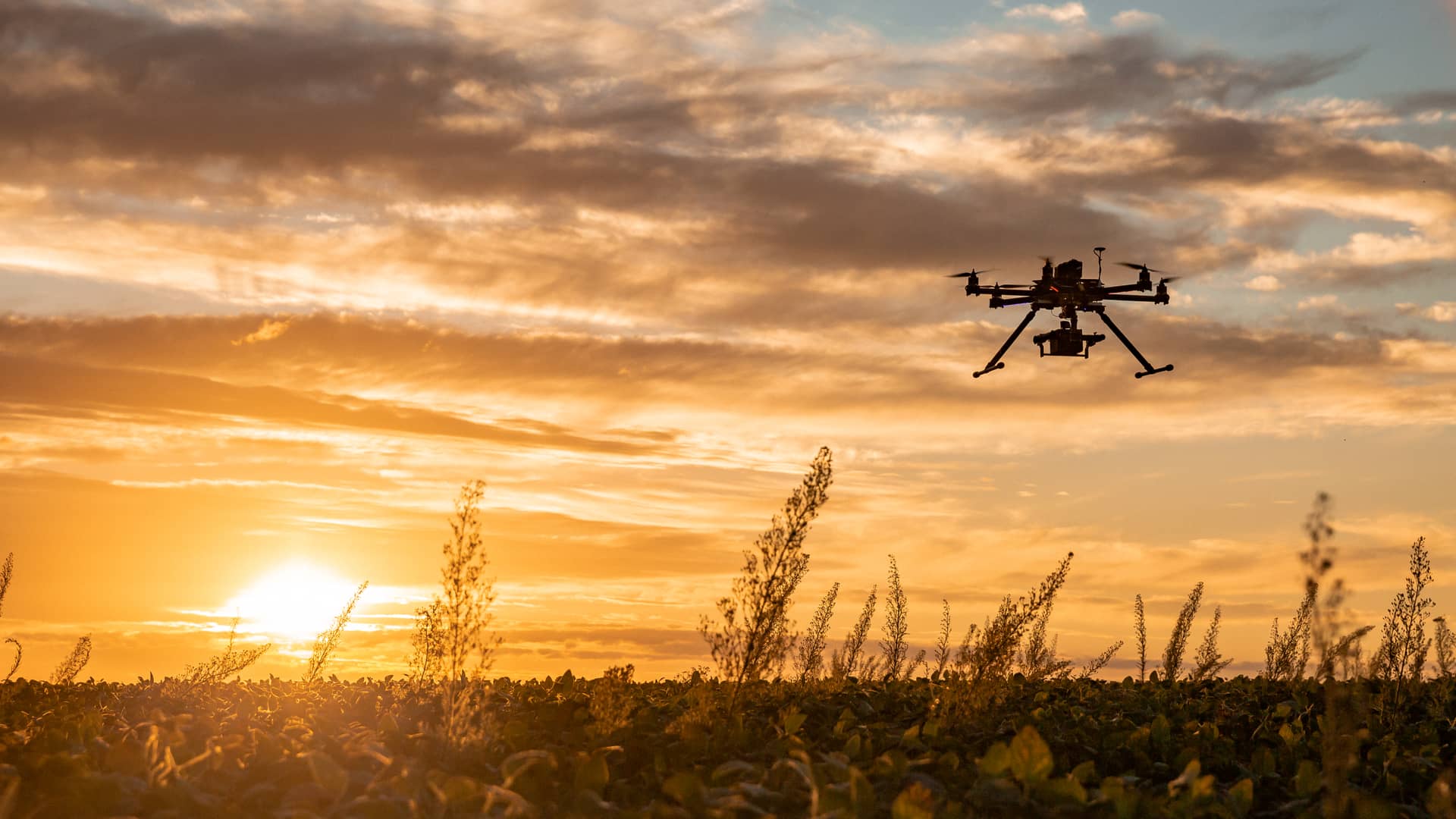 Persona usando su drone con seguro con mapfre para vigilar sus cultivos Persona usando su drone con seguro con mapfre para vigilar sus cultivos