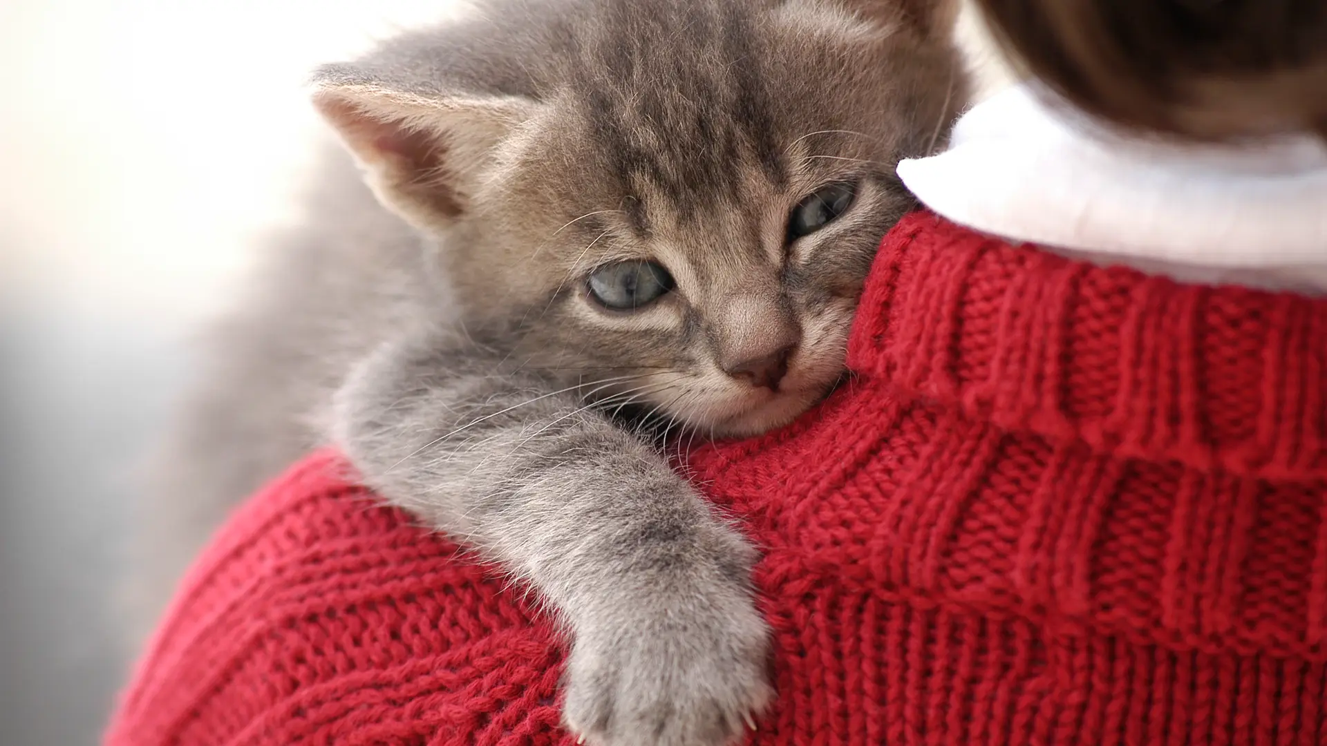 Gato abrazando a su dueña la cual le ha hecho un seguro para mascotas con mapfre Gato abrazando a su dueña la cual le ha hecho un seguro para mascotas con mapfre