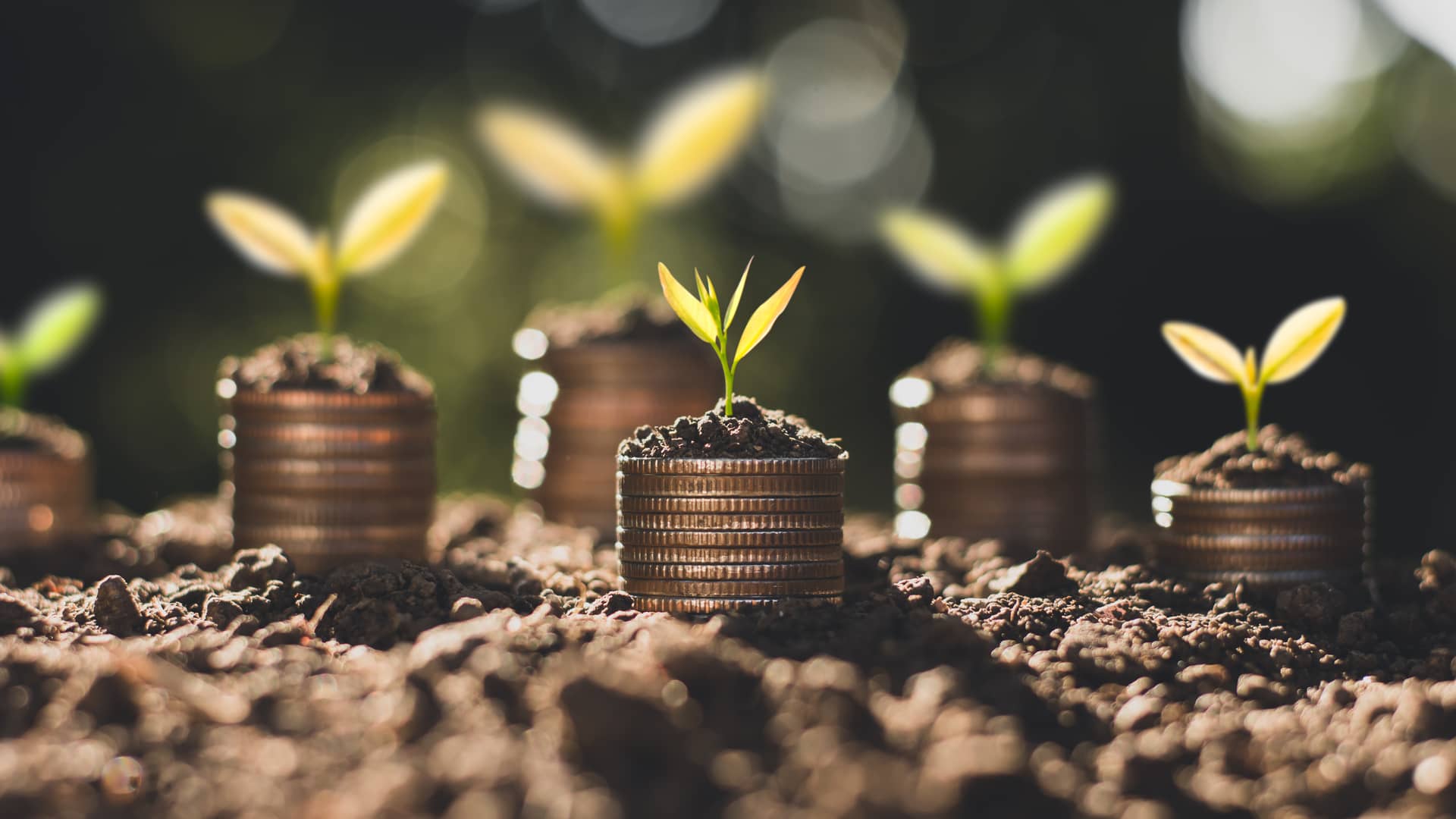 Monedas con brotes verdes simulando los fondos de inversión de la Mutua Madrileña Monedas con brotes verdes simulando los fondos de inversión de la Mutua Madrileña