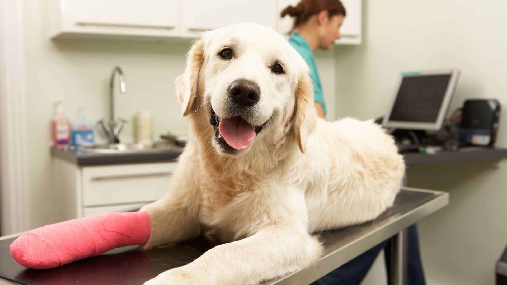 Perro de un cliente del seguro de mascotas de sanitas siendo atendido en el veterinario