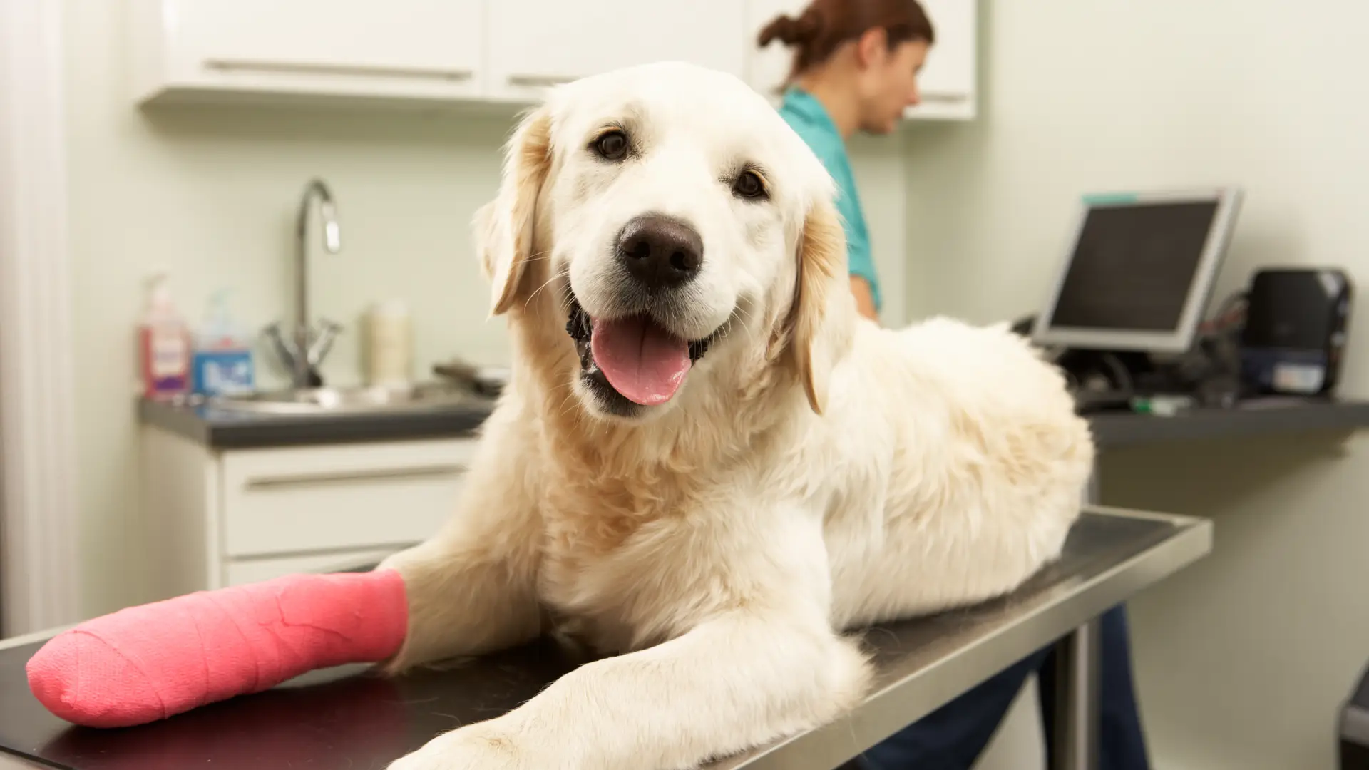 Perro de un cliente del seguro de mascotas de sanitas siendo atendido en el veterinario Perro de un cliente del seguro de mascotas de sanitas siendo atendido en el veterinario