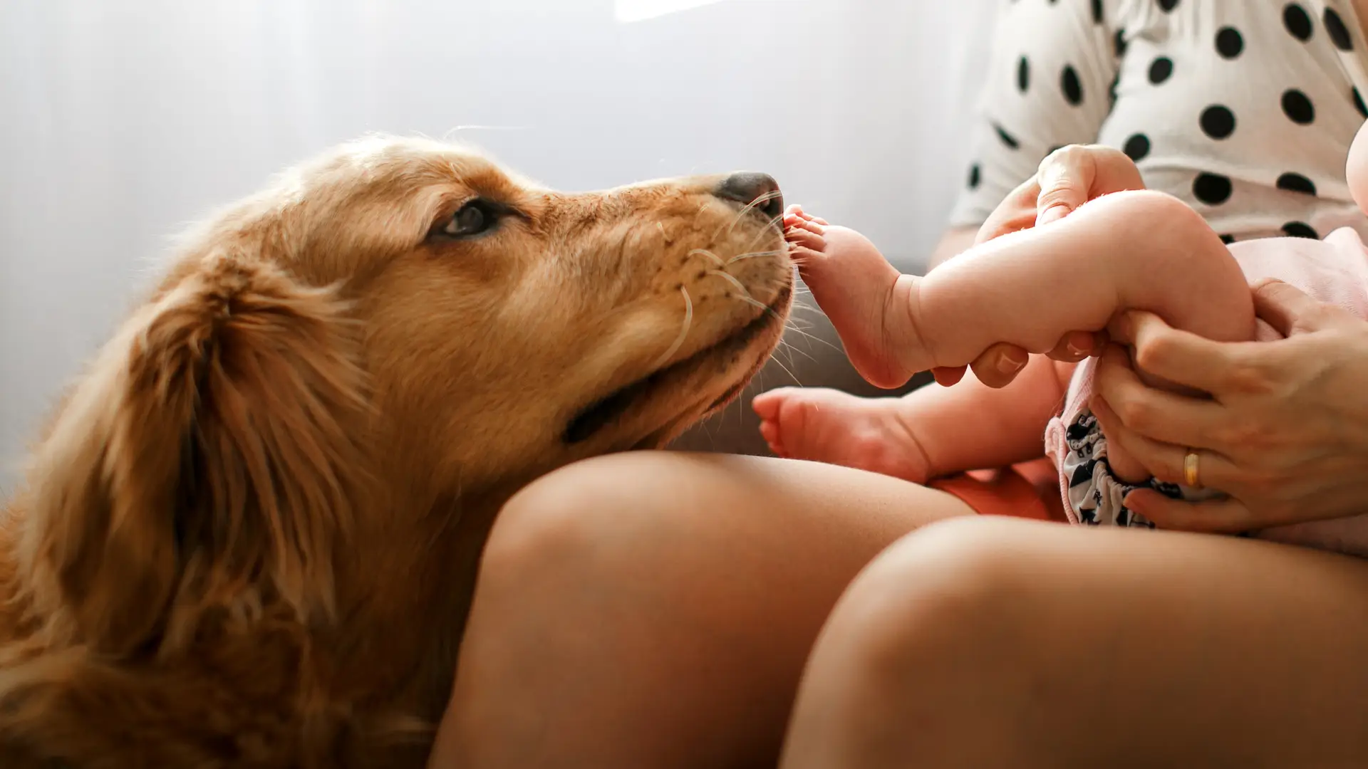 Perro con seguro de mascotas con verti oliendo pie de bebé Perro con seguro de mascotas con verti oliendo pie de bebé