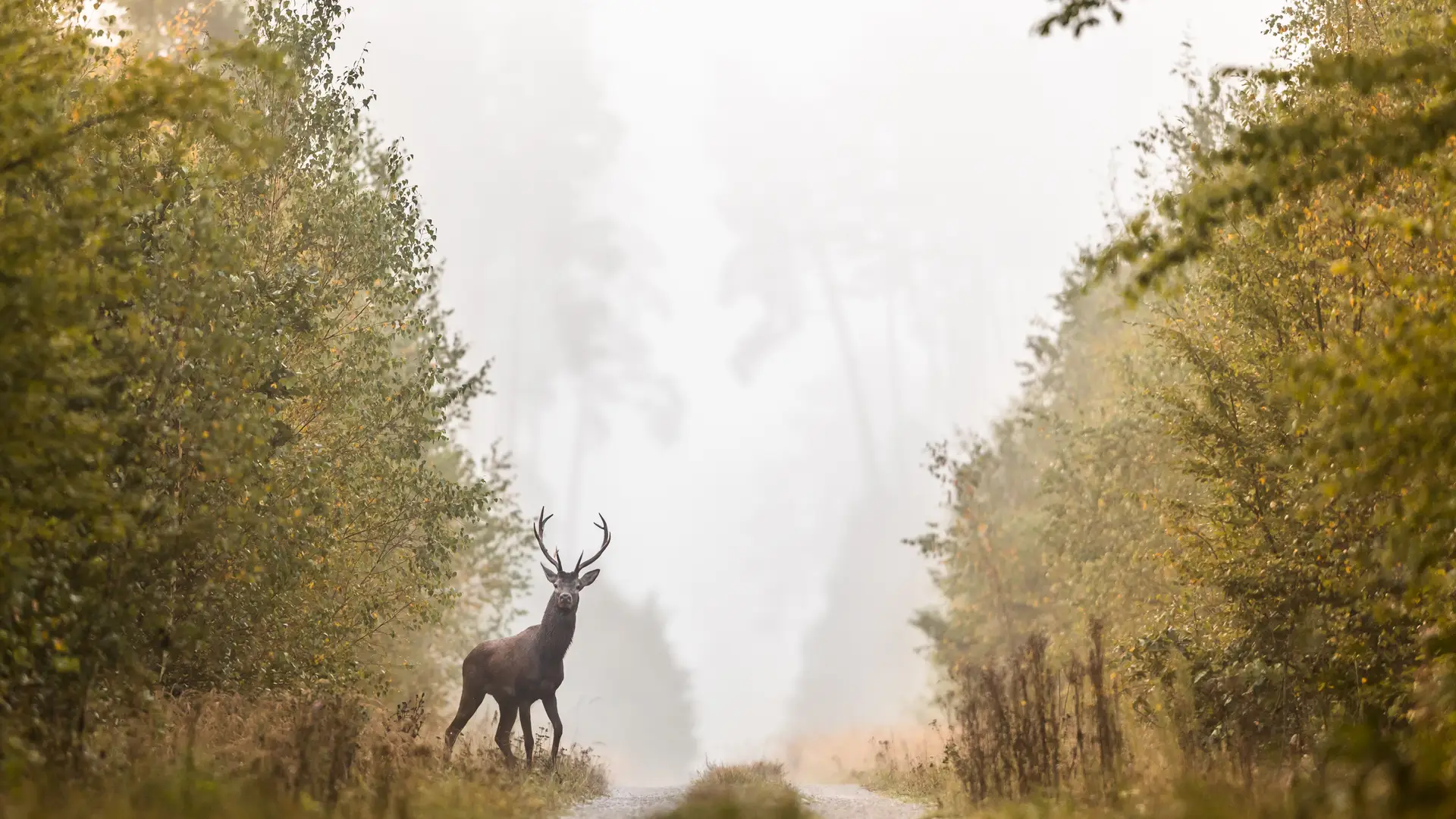 Ciervo observado por cazador de caza mayor asegurado