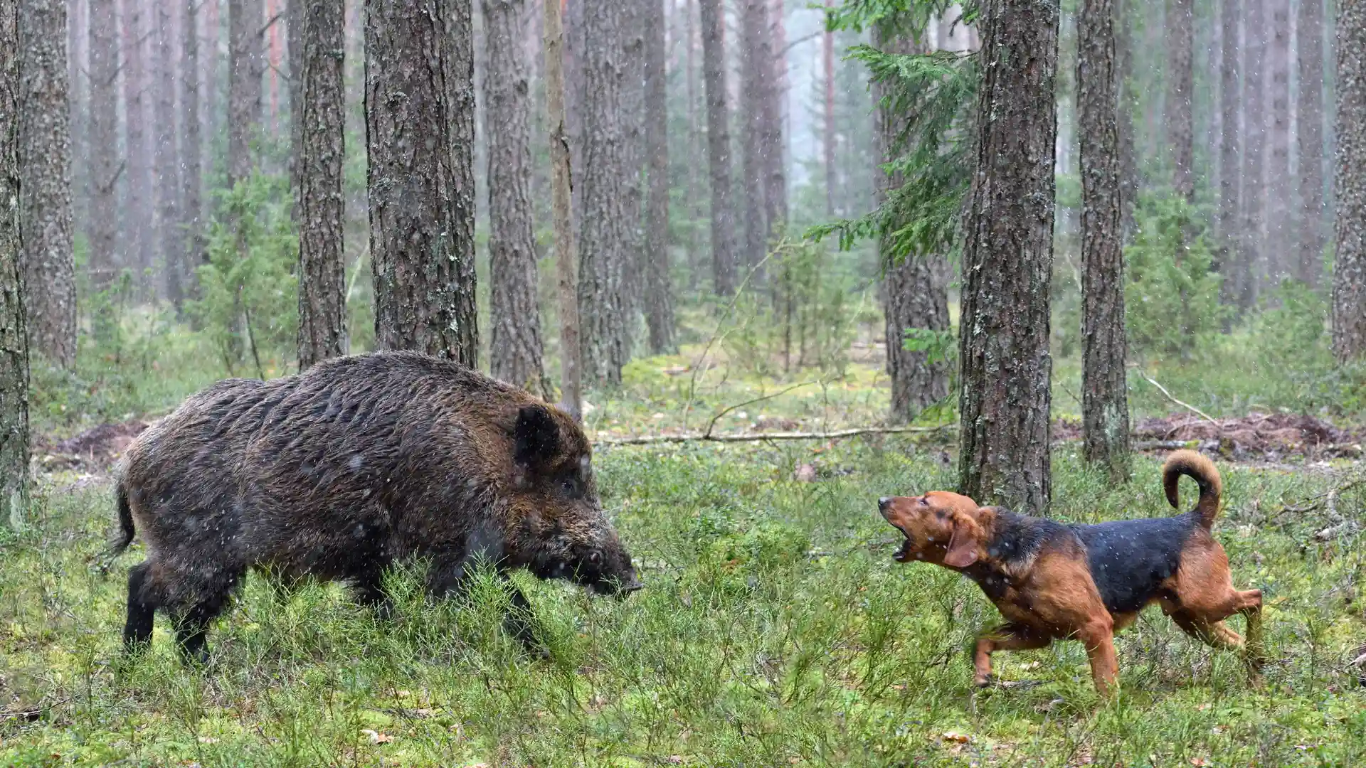 Perro de caza con seguro ladrando a jabalí  Perro de caza con seguro ladrando a jabalí