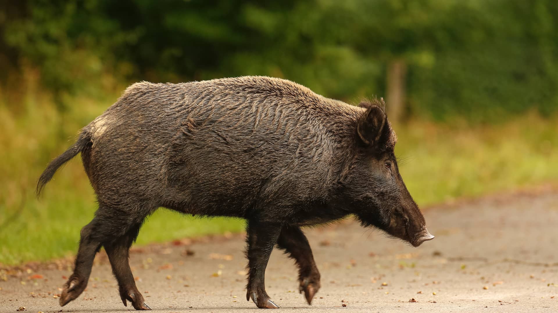 Jabalí cruzando carretera supone una de las especies cinegéticas a cubrir en caso de accidente por parte del seguro Jabalí cruzando carretera supone una de las especies cinegéticas a cubrir en caso de accidente por parte del seguro