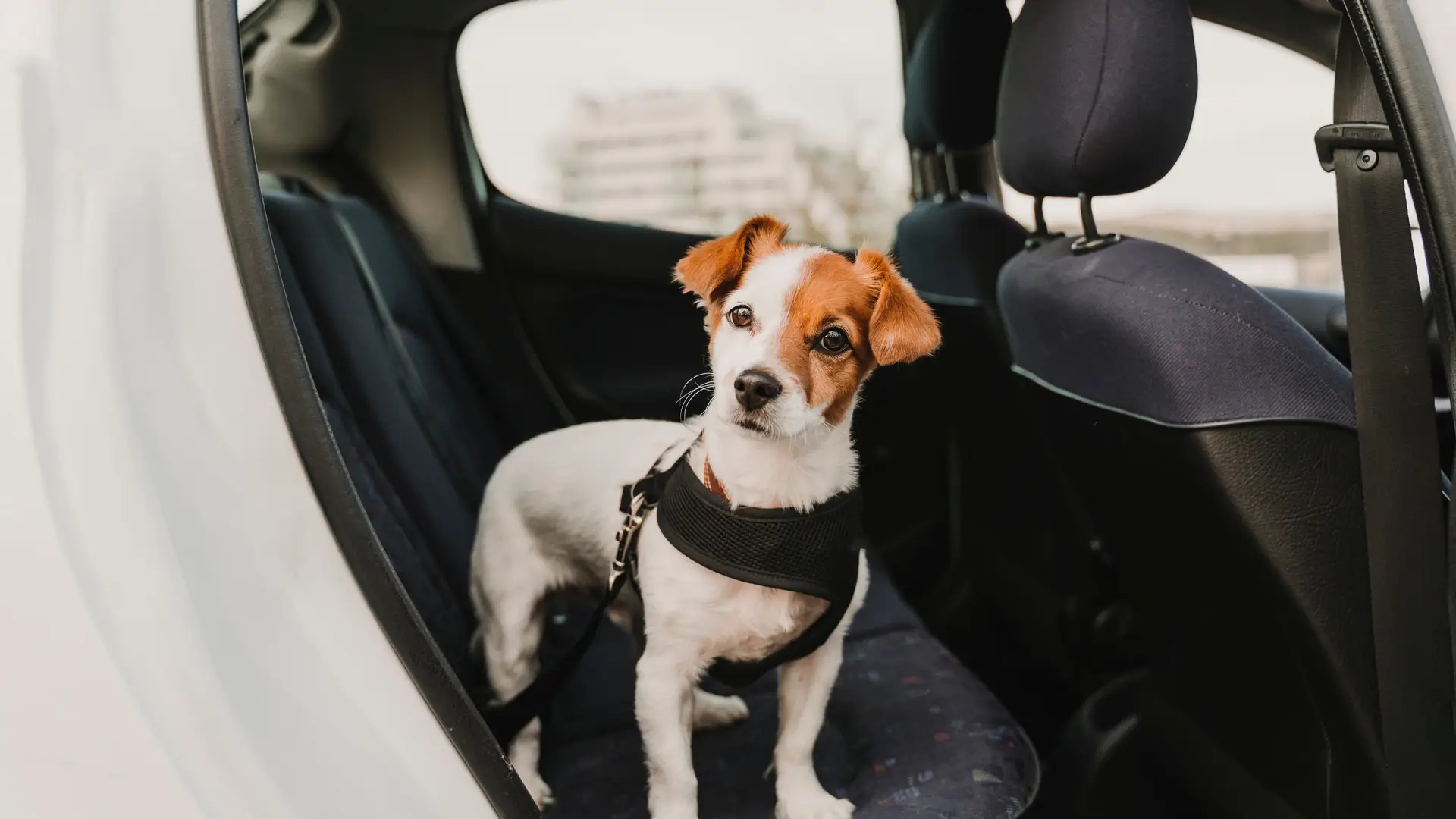 Un perro en el asiento trasero de un coche que tiene un seguro especial para perros Un perro en el asiento trasero de un coche que tiene un seguro especial para perros