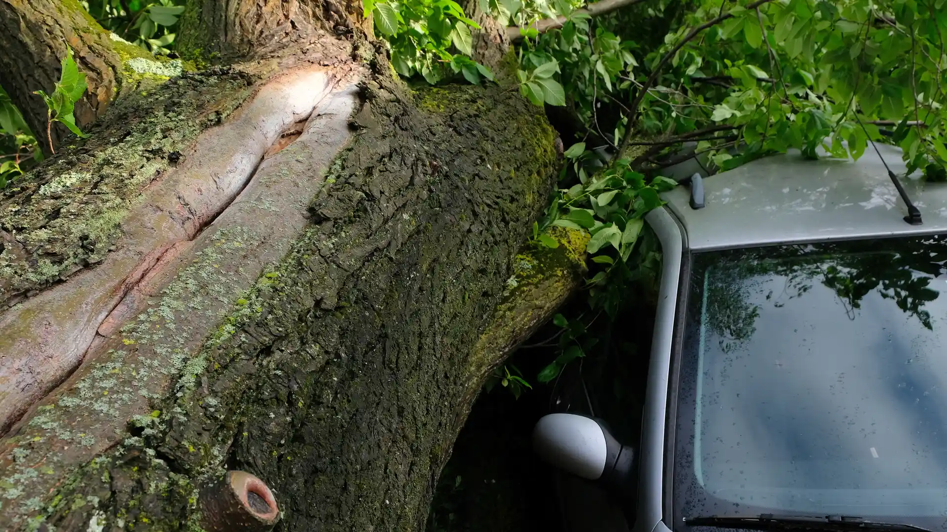 Arbol caido encima de coche y que gracias al seguro de responsabilidad civil de su hogar se hara cargo de los daños ocasionados en el vehículo Arbol caido encima de coche y que gracias al seguro de responsabilidad civil de su hogar se hara cargo de los daños ocasionados en el vehículo