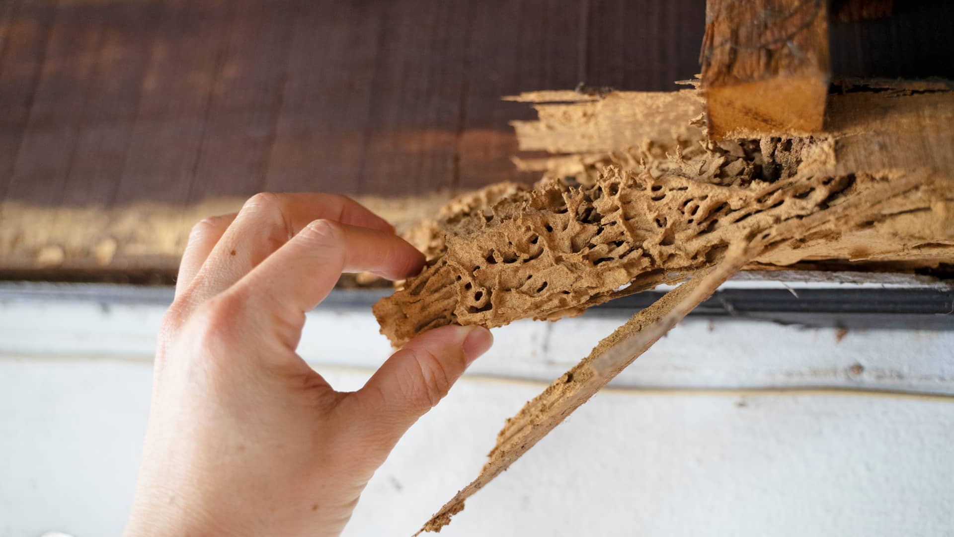 Hombre con seguro de hogar quitando trozo de madera infectado de termitas Hombre con seguro de hogar quitando trozo de madera infectado de termitas