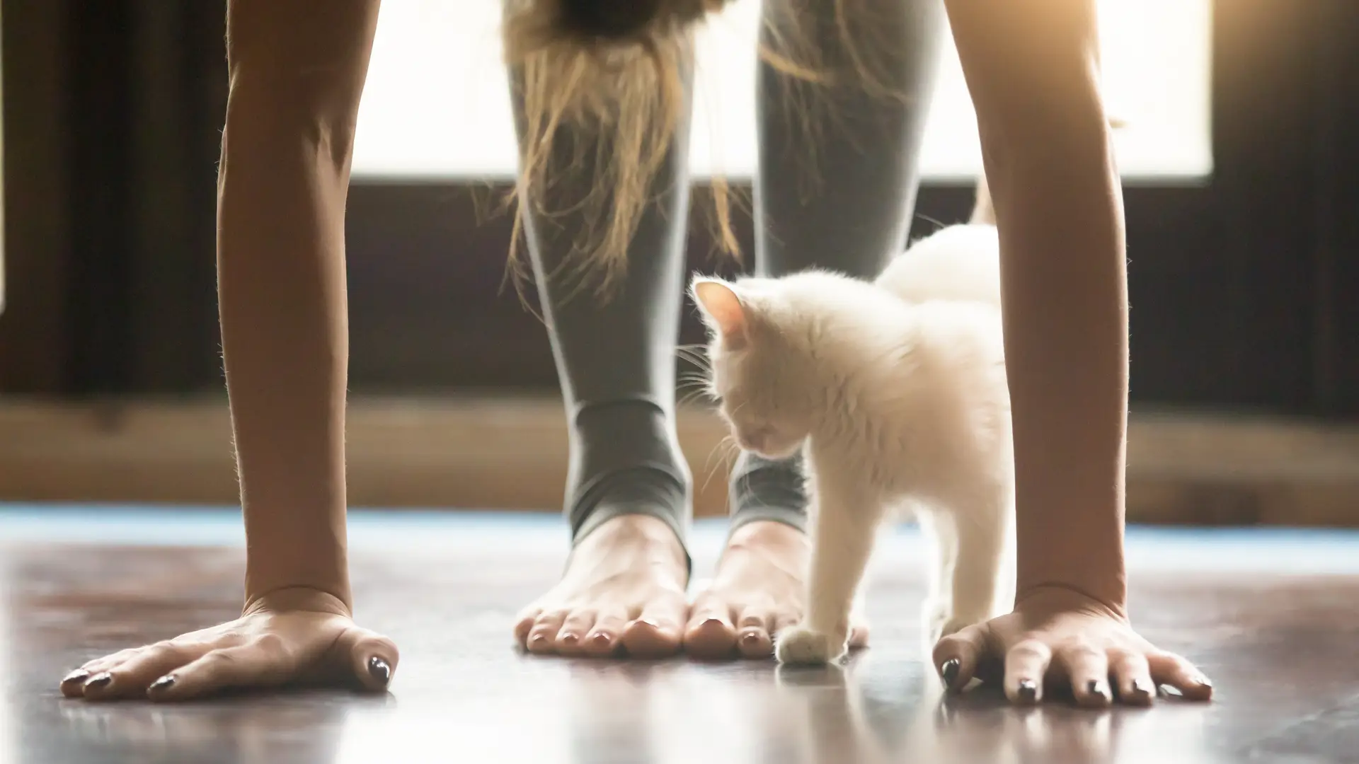 Mujer practicando yoga con su gato tras anular seguro mascota Mujer practicando yoga con su gato tras anular seguro mascota