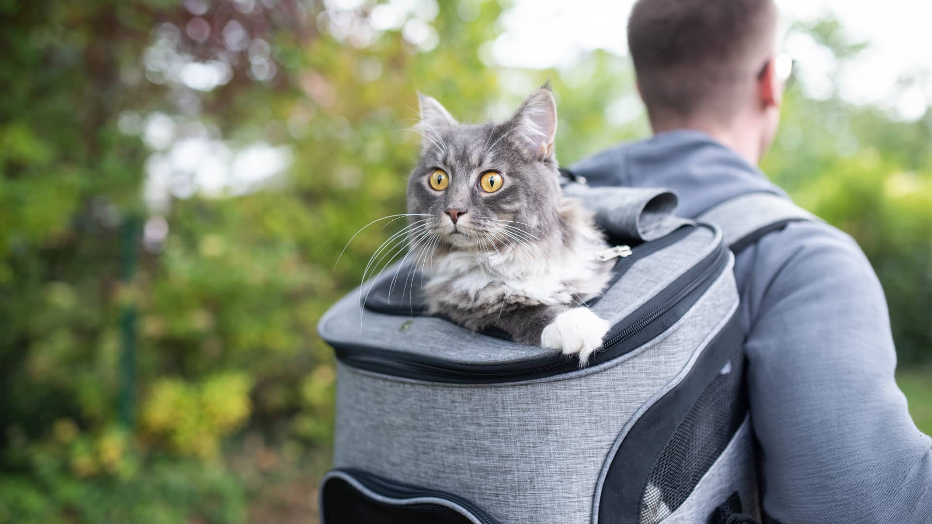 Un gato gris asoma la cabeza sorprendido por la mochila de senderismo de su dueño, que cuenta con un seguro de mascotas pero desconoce si este tipo de seguros desgrava o no Un gato gris asoma la cabeza sorprendido por la mochila de senderismo de su dueño, que cuenta con un seguro de mascotas pero desconoce si este tipo de seguros desgrava o no
