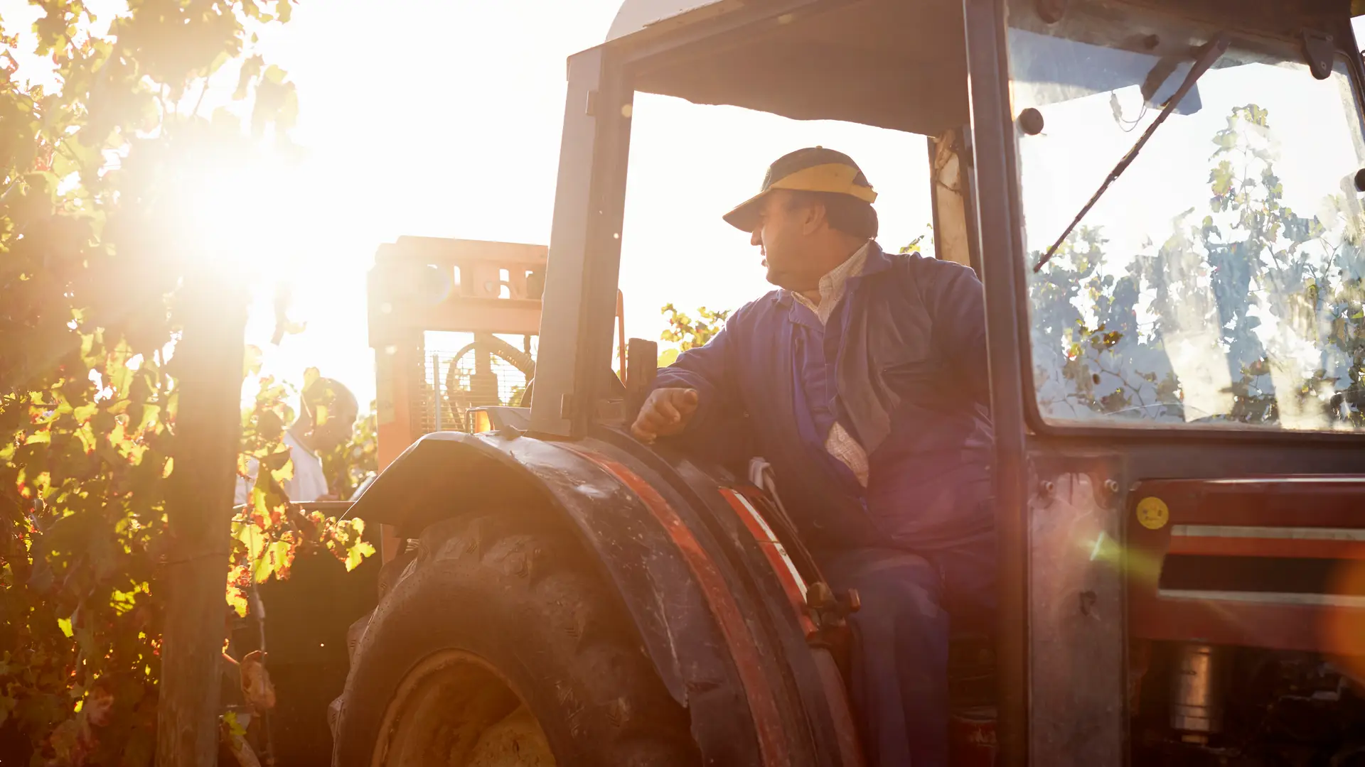 Hombre en viñedos usando su tractor asegurado Hombre en viñedos usando su tractor asegurado