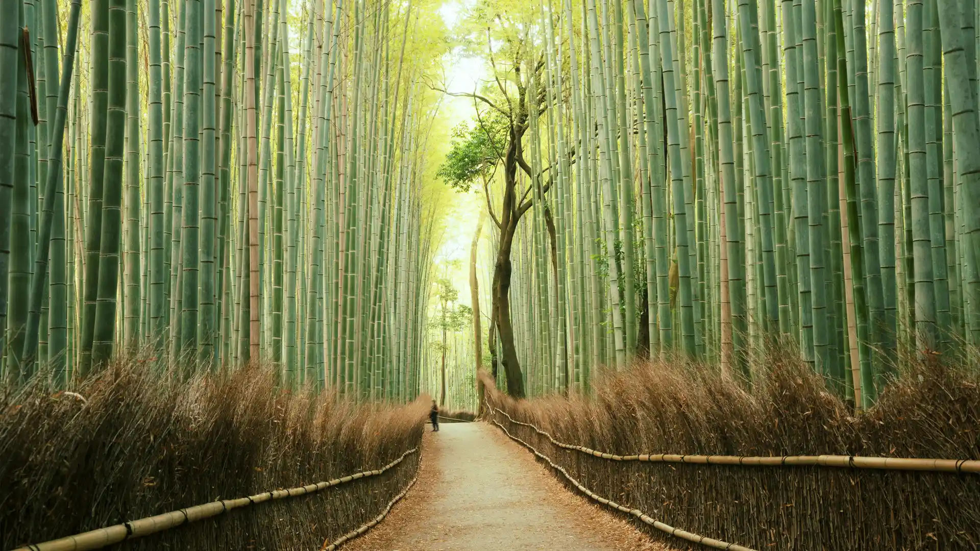 Arashiyama bosque de bambú en Kyoto, Japón. Lugar para el cual se puede contratar un seguro de viaje Arashiyama bosque de bambú en Kyoto, Japón. Lugar para el cual se puede contratar un seguro de viaje