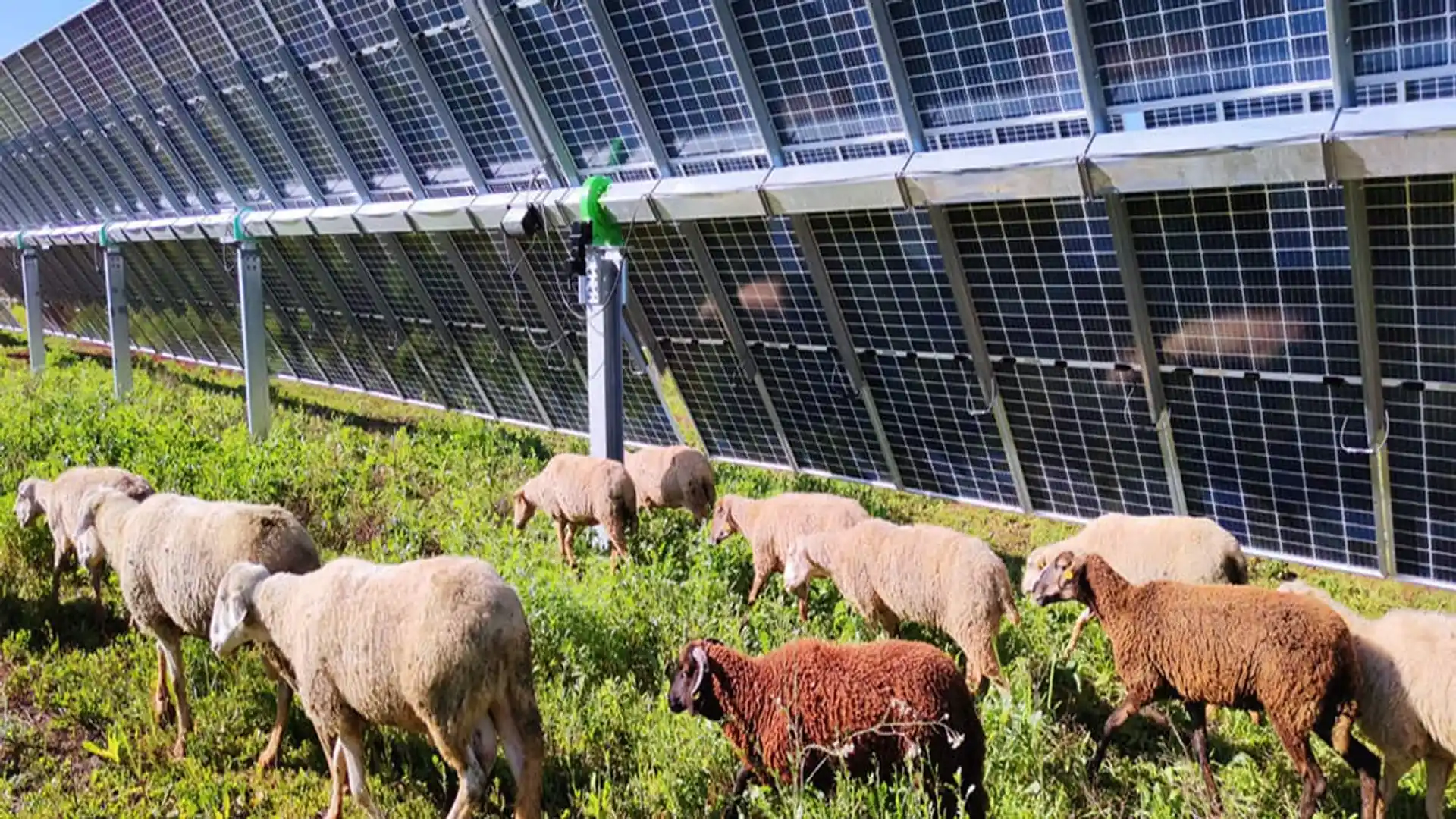 El gran salto de Endesa en Andalucía: así ha logrado duplicar su energía limpia en tiempo récord Ovejas junto a las placas solares de Endesa en la planta de Carmona, en Sevilla.