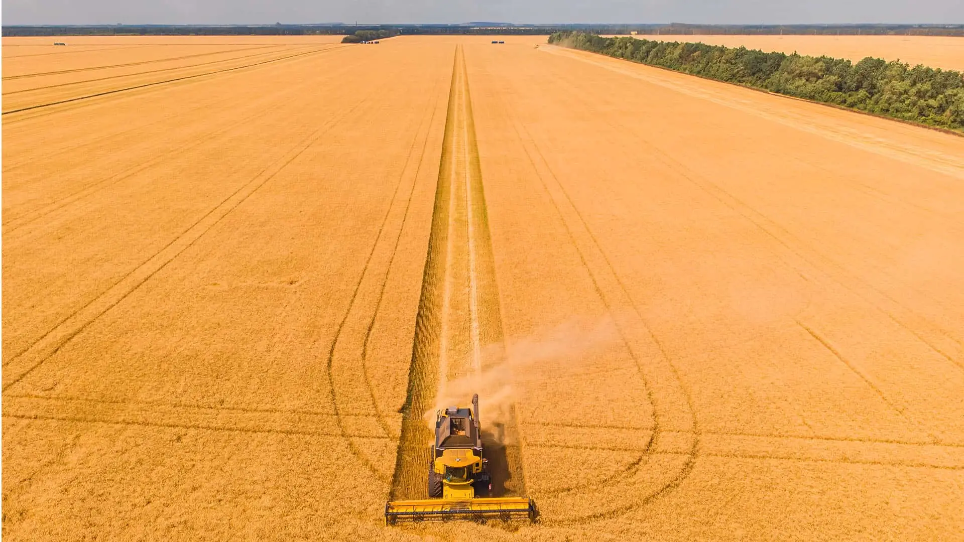 Cosechadora trabajando en un extenso campo de trigo durante la campaña agrícola.