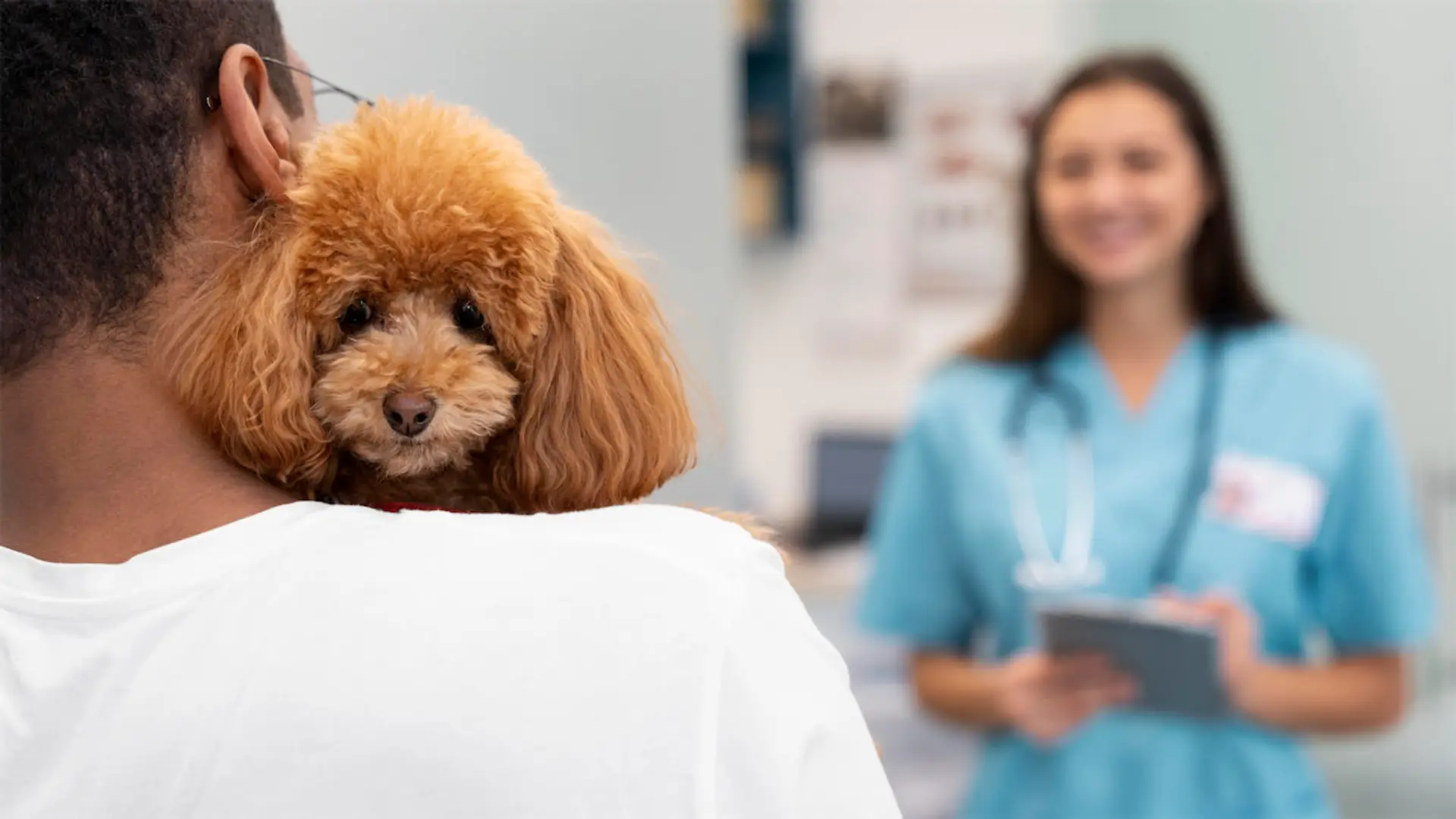 Así usa la IA la aseguradora de mascotas Swipet para mejorar su atención al cliente Dueño con su perro caniche en brazos esperando en la consulta de una clínica veterinaria.