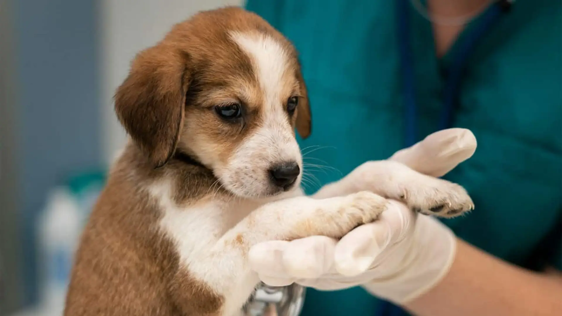 España tiene más mascotas sin seguro que con él, y las aseguradoras ya se han dado cuenta Cachorro sostenido por un veterinario con guantes