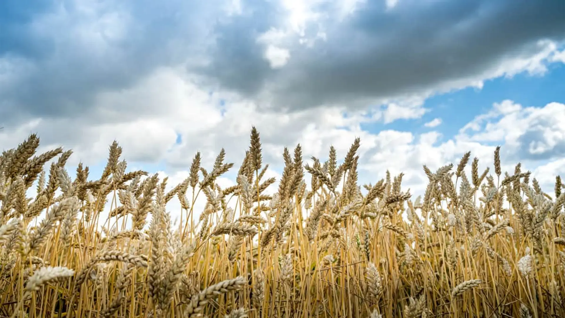 Agroseguro recuerda: últimos días para asegurar cultivos herbáceos y viñedo Campo de cultivo de trigo dorado maduro bajo un cielo con nubes antes de la cosecha.
