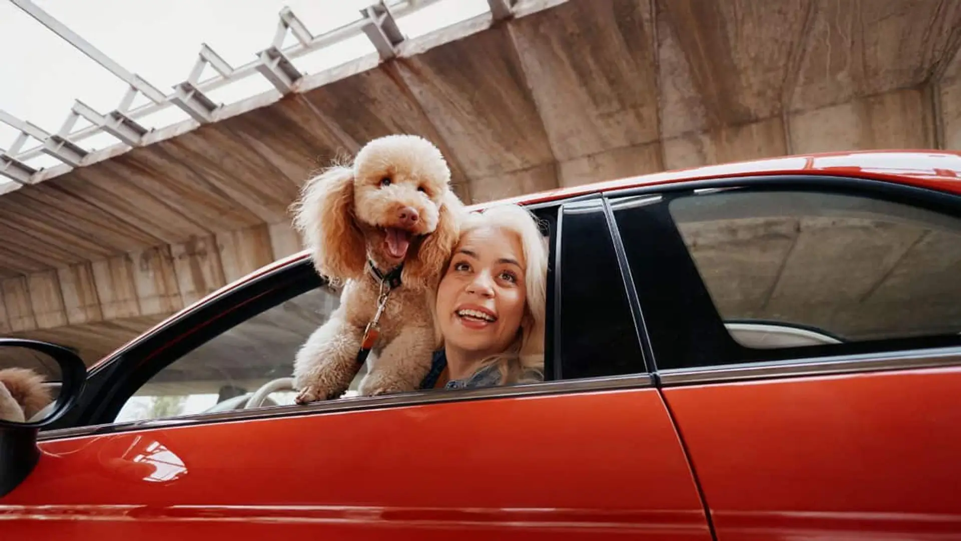 Mapfre busca clientes para sus seguros de coche con ReDrive, su nuevo servicio de compraventa de segunda mano Mujer sonriente asomada por la ventanilla de un coche rojo junto a su perro durante un trayecto por carretera.