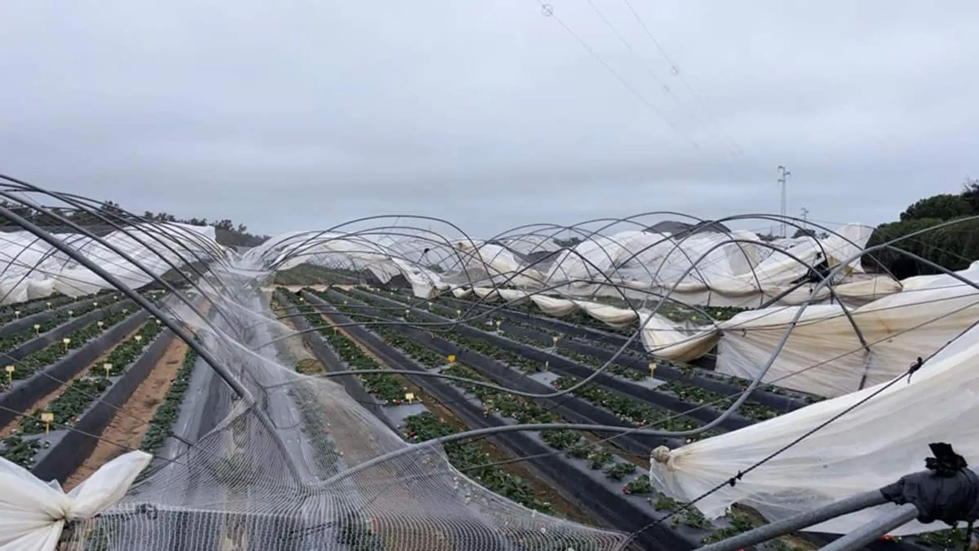 Estructuras de invernaderos dañadas y plásticos rasgados tras un episodio de temporal y fuertes vientos.