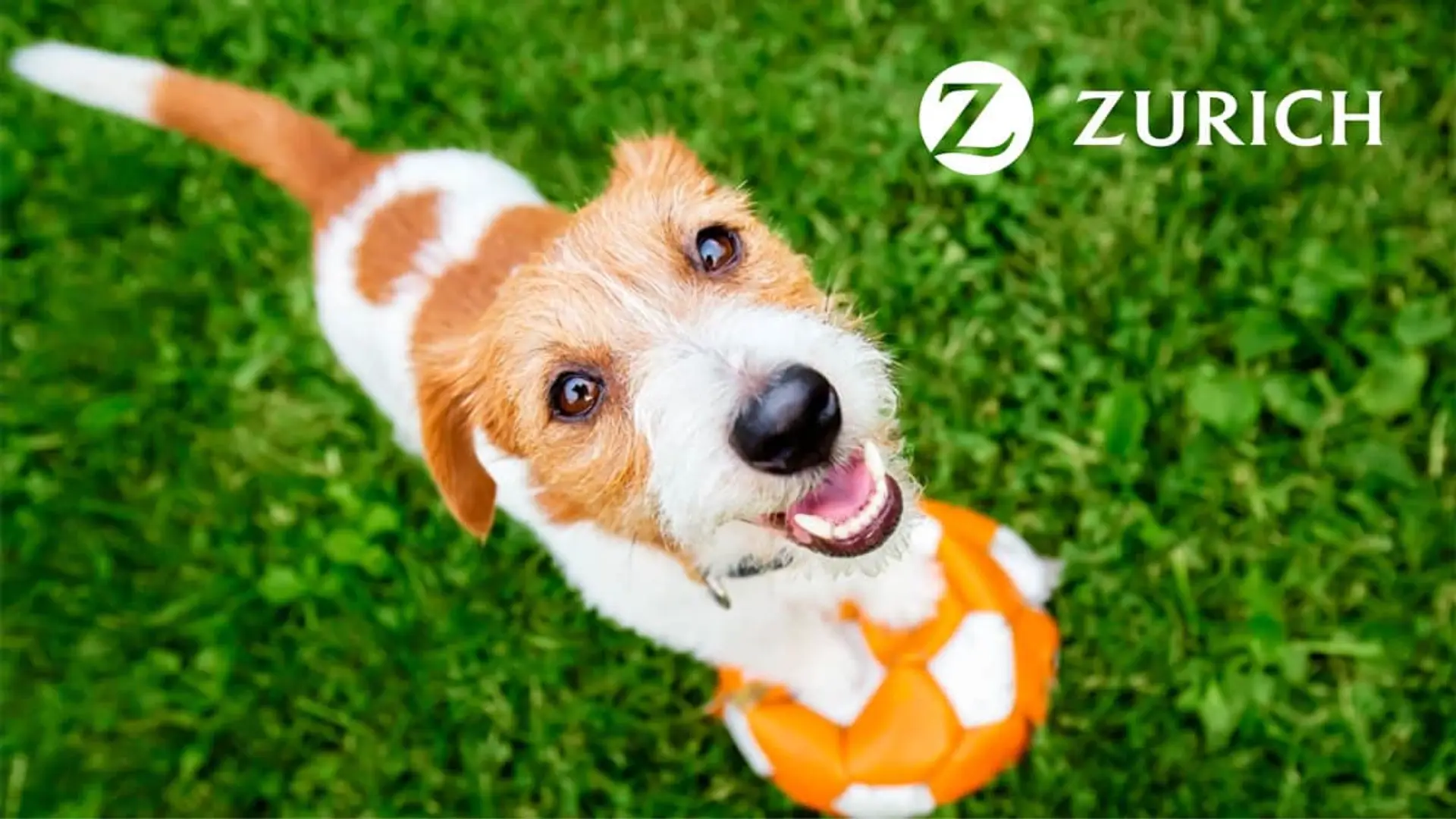 El nuevo seguro veterinario de Zurich permite ir a cualquier clínica y reembolsa la factura en 24 horas Perro feliz en el césped junto al logotipo de Zurich, representando el seguro de mascotas para la salud animal.