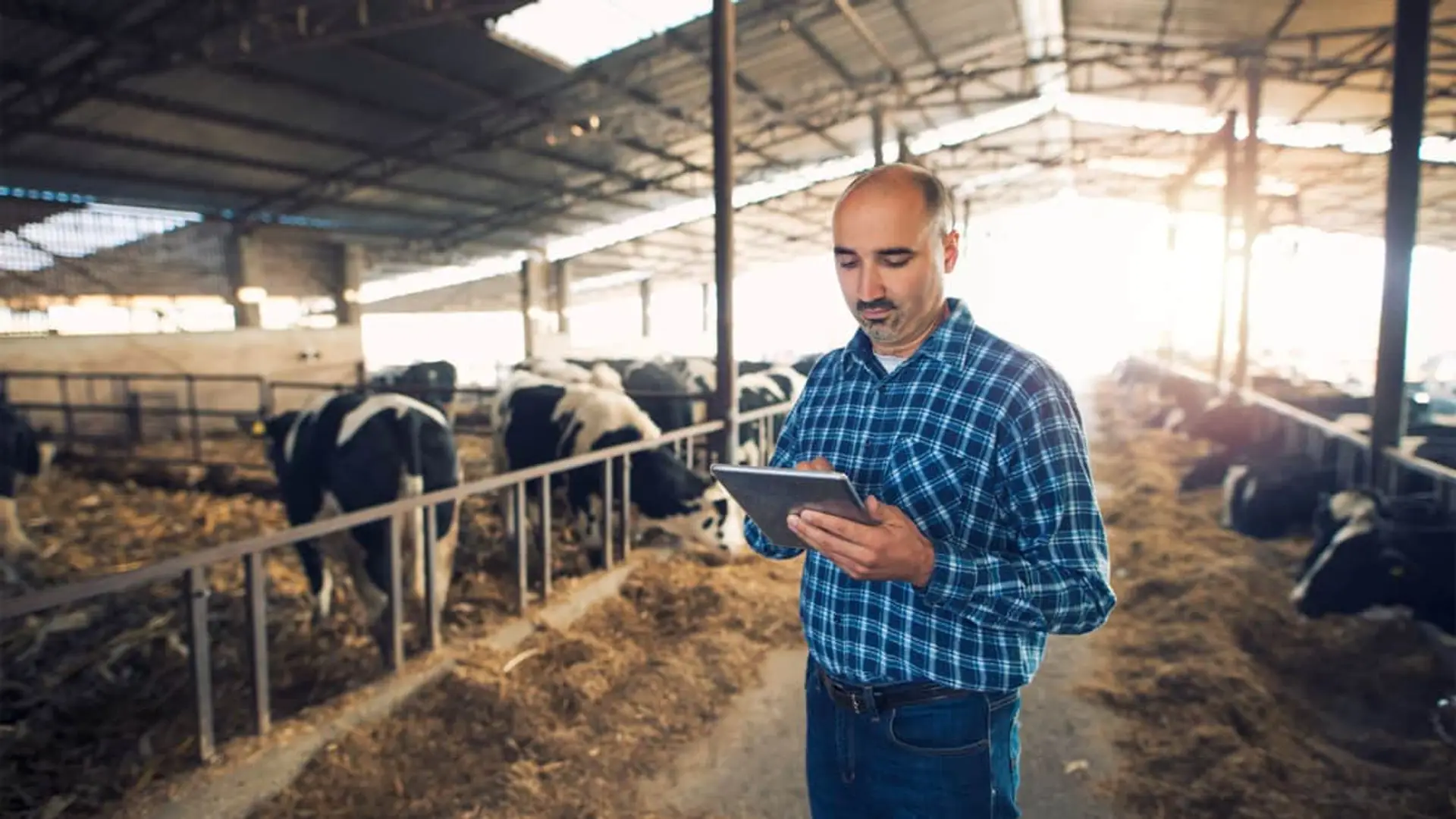 Telefónica y Starlink hunden el plan de internet rural por satélite del Gobierno Ganadero utilizando tablet en establo de vacas gracias a la conexión de internet rural.