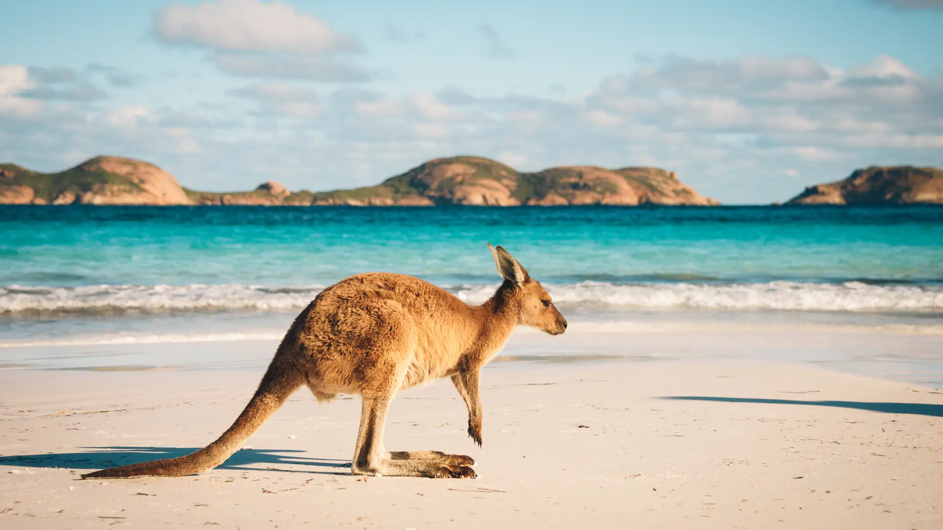 Un canguro saltando en una playa para representar las tarifas internacionales de internet en Australia Un canguro saltando en una playa para representar las tarifas internacionales de internet en Australia
