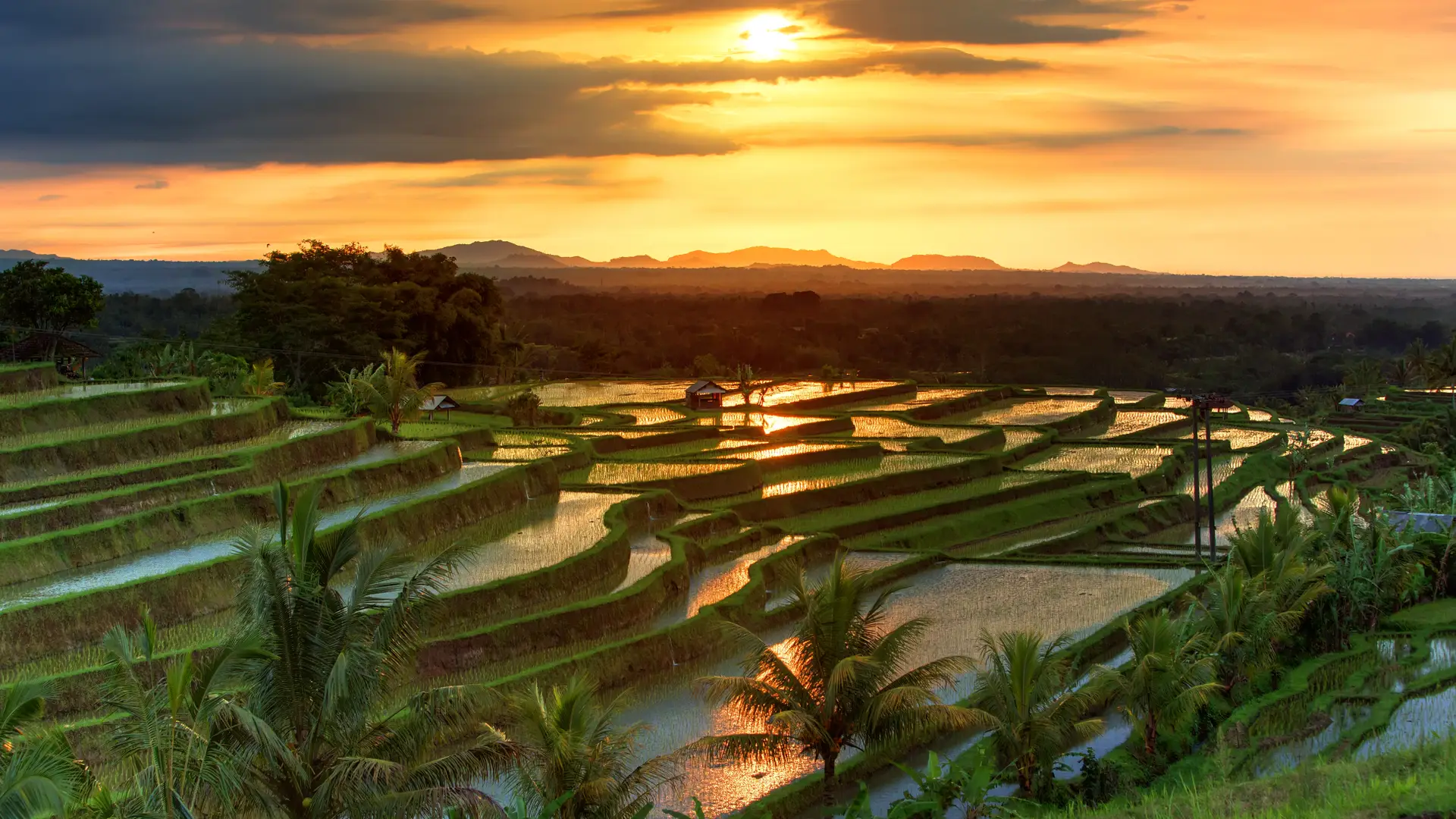 Terrazas de arroz de Bali para representar las tarifas internacionales de internet alli Terrazas de arroz de Bali para representar las tarifas internacionales de internet alli
