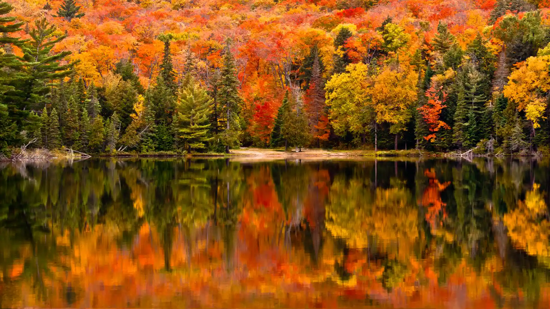 Bosque con colroes otoñales de Canadá para representar las tarifas internacionales de internet en ese país Bosque con colroes otoñales de Canadá para representar las tarifas internacionales de internet en ese país