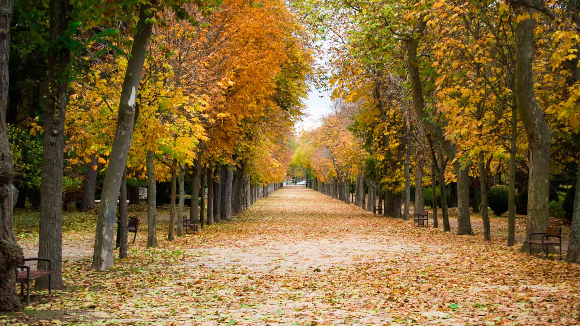 Parque de Burgos en otoño donde esta disponible la compañía telefónica orange