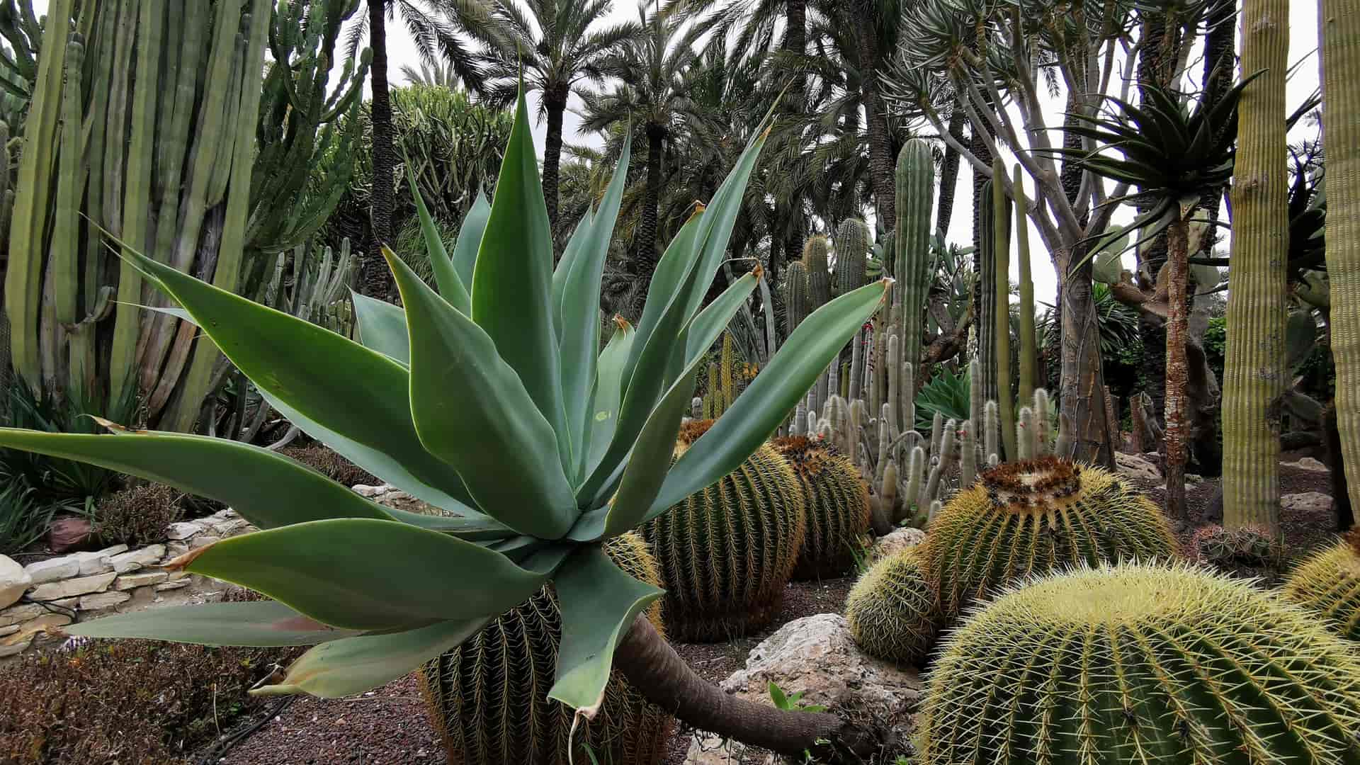 Hermoso jardín de cactus tropicales en Elche donde están disponibles los servicios telefónicos de yoigo