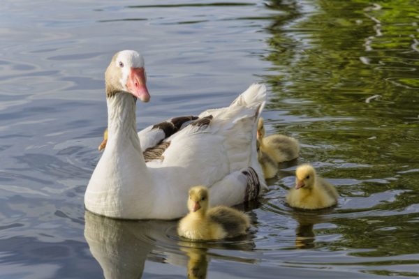gadgets para el día de la madre