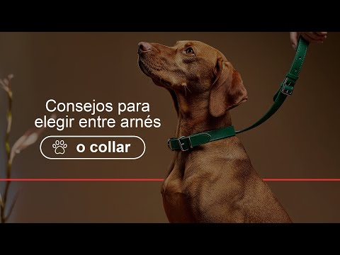 Miniatura del vídeo